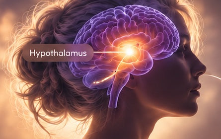 Illustration of the hypothalamus region of the brain